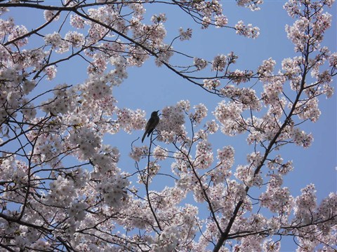 a0058195_1552975.jpg