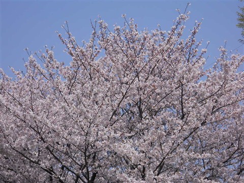 a0058195_1555348.jpg