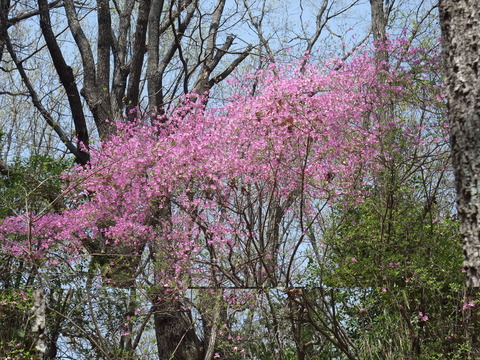 b0044296_17404350.jpg