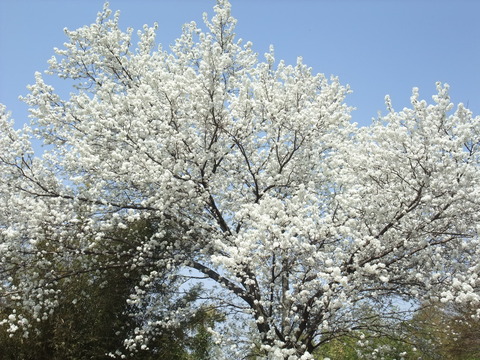 b0044296_17465188.jpg