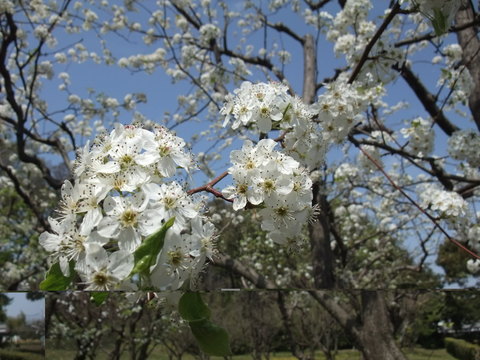 b0044296_17475828.jpg