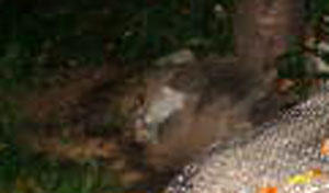 e0103408_21383379.jpg