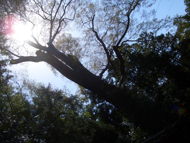 e0033713_2192968.jpg