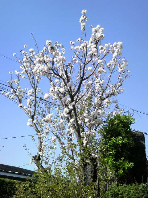 e0024126_1951388.jpg