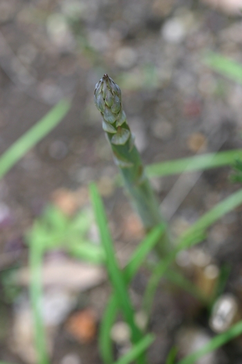 c0134734_1175363.jpg