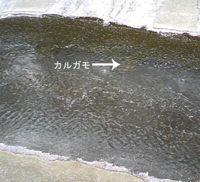 f0034334_1729156.jpg
