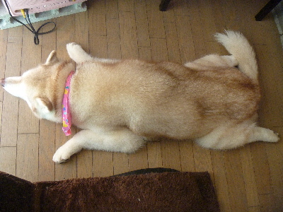 e0121548_213911.jpg