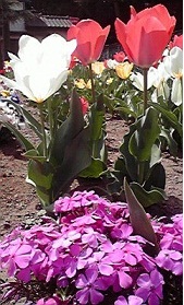 c0178256_1144139.jpg