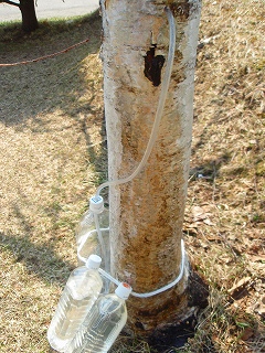 e0004756_2118379.jpg
