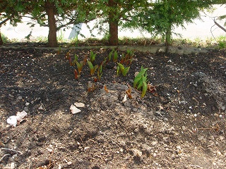 e0004756_2122215.jpg