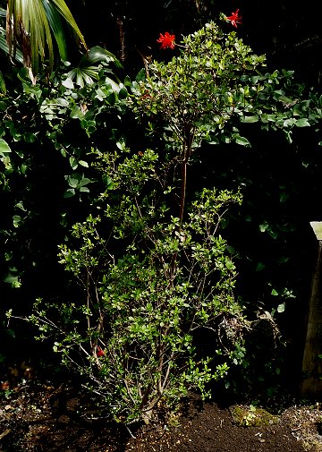 d0030373_20152190.jpg