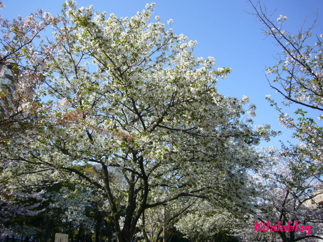 e0130008_21532827.jpg