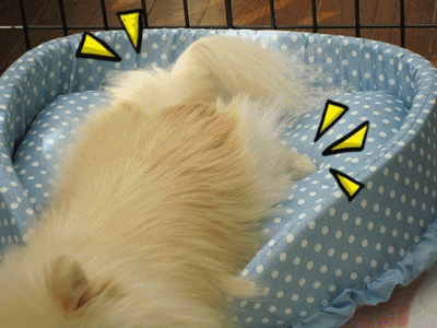 b0167519_8501751.gif