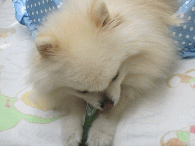 b0167519_9252943.gif