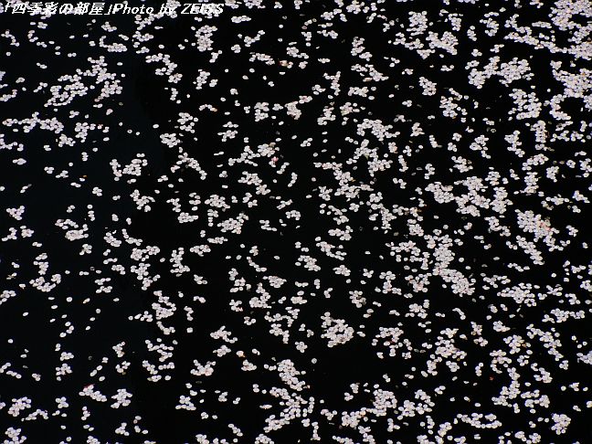 a0195032_21124429.jpg