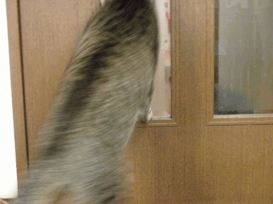 c0136736_12494731.gif