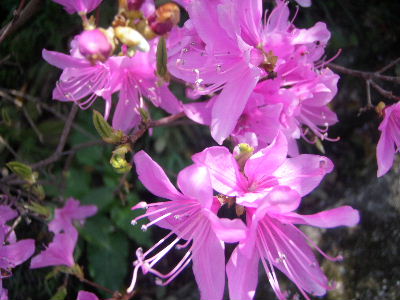 a0054240_2145116.jpg