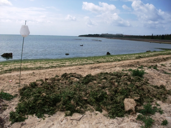 f0205857_1548466.jpg