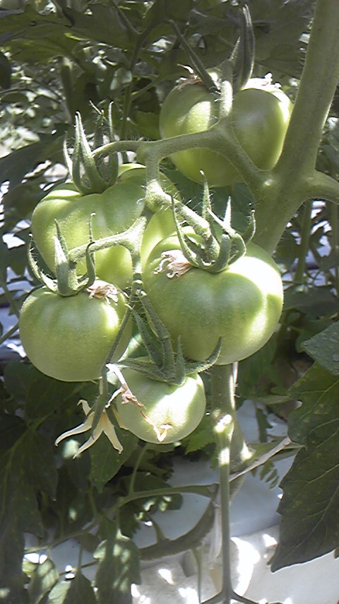 a0169558_13561329.jpg