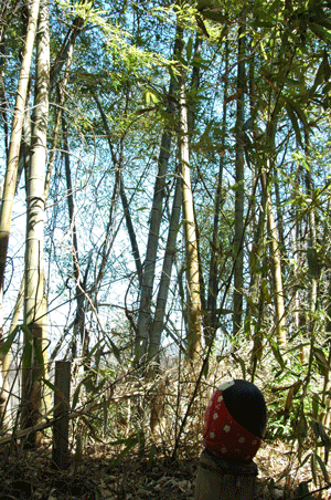 c0050264_17434789.gif