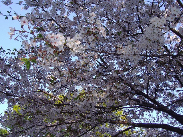 a0142083_20372426.jpg