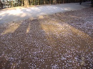 a0142083_20443930.jpg