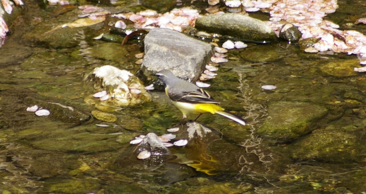 e0197884_23561052.jpg