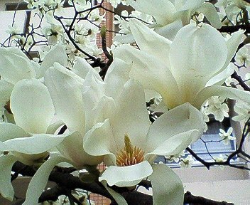 c0014187_20313594.jpg