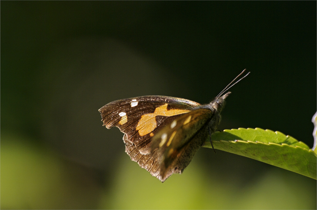 d0209988_18411250.jpg