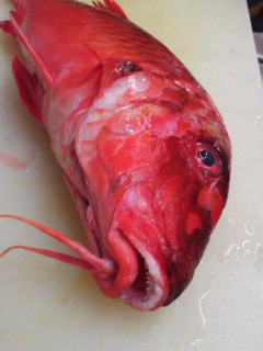 f0085291_2231039.jpg
