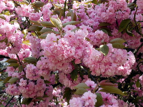 c0090198_750384.jpg