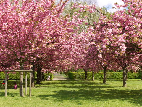 c0090198_7511283.jpg
