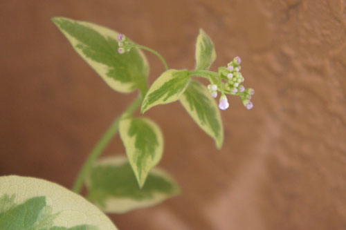 c0227800_8125577.jpg