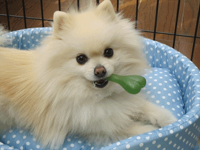 b0167519_9153110.gif