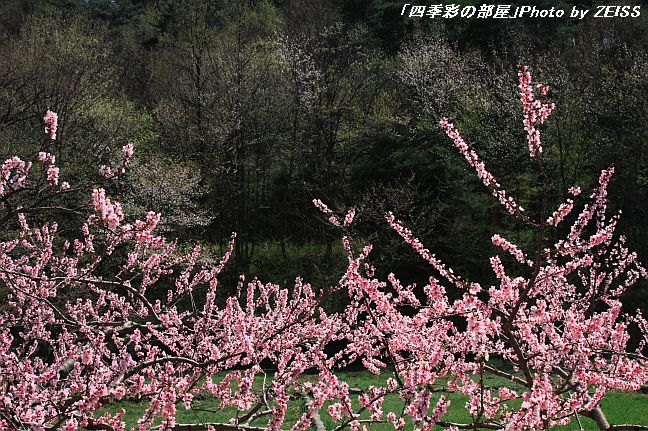 a0195032_21283068.jpg