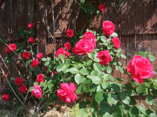 f0238932_953383.jpg