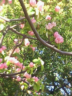 e0085133_13391116.jpg