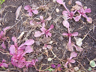 f0205733_8592231.jpg