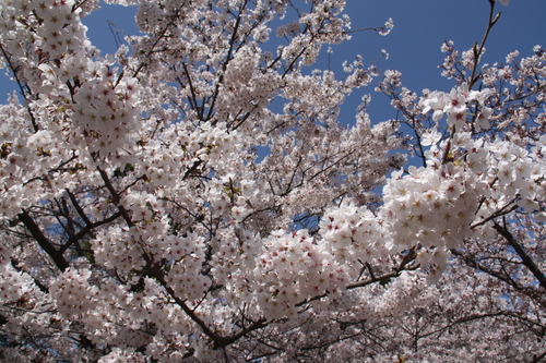 c0153740_733136.jpg