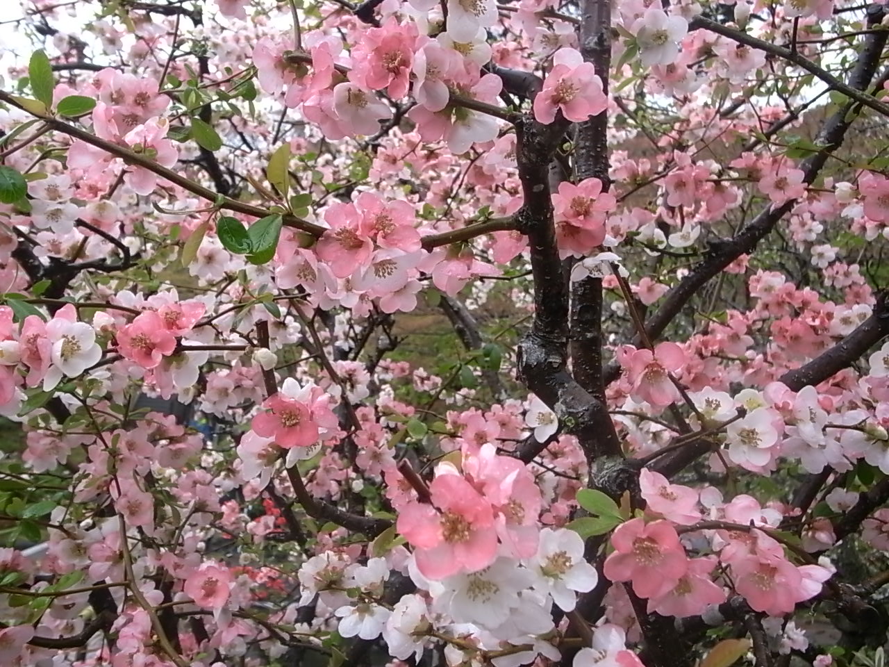 b0133843_0372384.jpg
