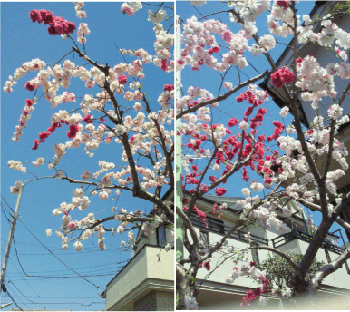 b0182846_13251048.gif