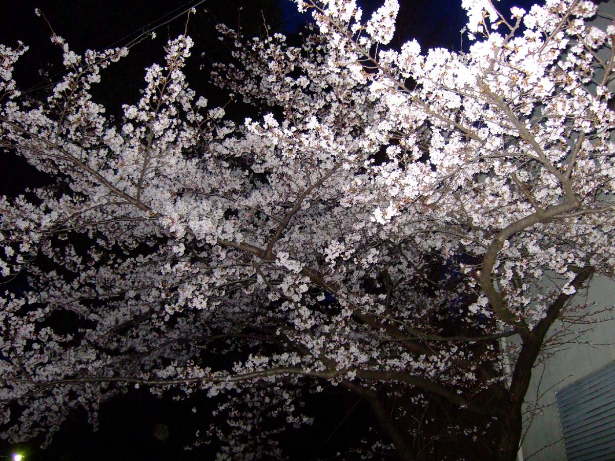 a0082347_21403161.jpg