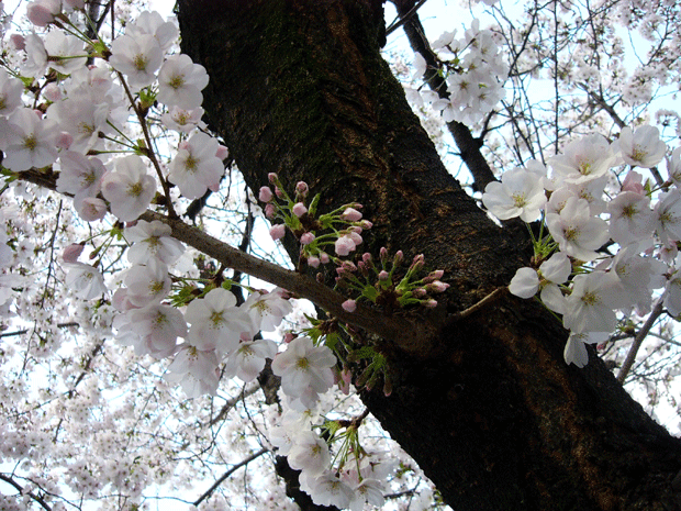 c0225153_2351451.gif