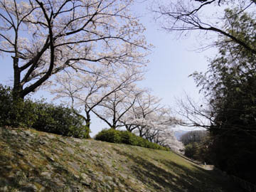 d0164070_1531076.jpg