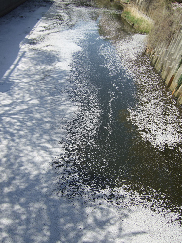 a0194873_12223570.jpg