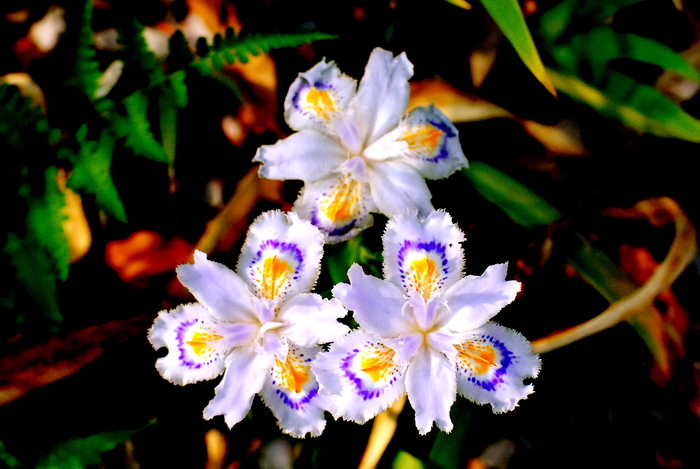 a0157704_16282156.jpg