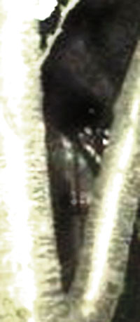 e0103408_140474.jpg