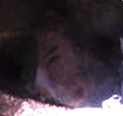 e0103408_187234.jpg