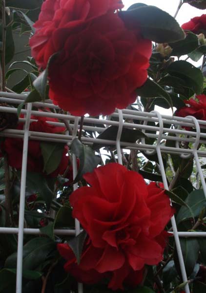 e0110719_22435546.jpg