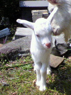f0036223_1828133.jpg